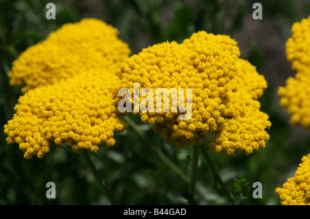 Fernleaf Schafgarbe, Achillea Filipendulina, Asteraceae, Westasien Stockfoto