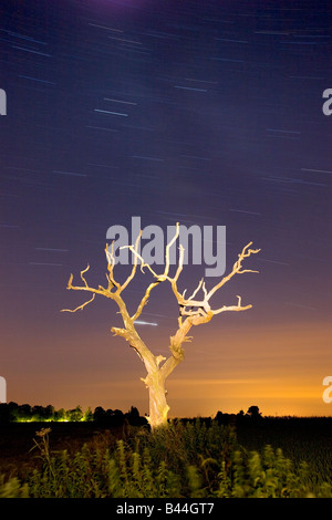 Toter Baum & Sternspuren In der Norfolk-Landschaft, mit einer langen Belichtungszeit fotografiert Stockfoto