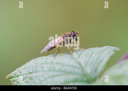 Hoverfly Eristalis Pertinax Erwachsenen im Ruhezustand auf einem Blatt Stockfoto