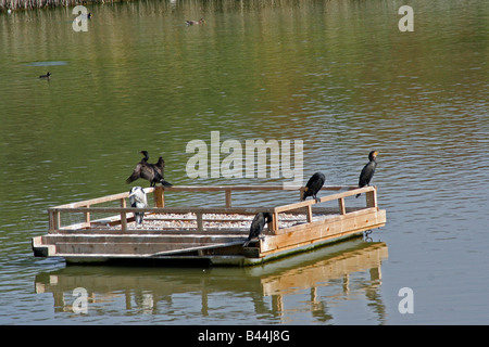 Vogelwelt im Osten Indien Dock Becken Stockfoto