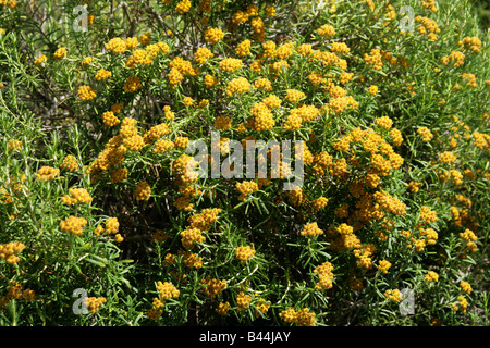 Strawflower aka Everlasting Flower, Helichrysum Trilineatum, Asteraceae, Südafrika. Stockfoto