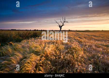 Toter Baum & Gerstenfeld beleuchtet durch das warme Licht eines Sonnenaufgangs Sommer auf dem Lande in Norfolk. Stockfoto