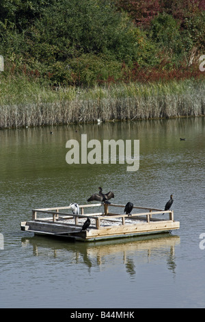 Vogelwelt im Osten Indien Dock Becken Stockfoto