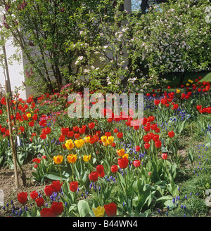 Garten mit Tulpen Stockfoto