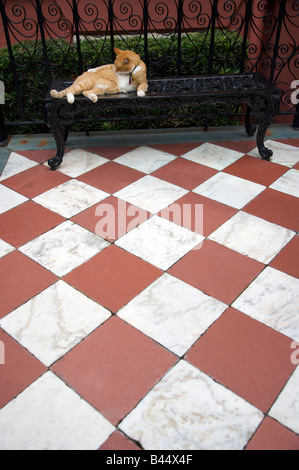 Eine Katze auf die Fronteinstieg Calhoun Mansion am Meeting Street in Charleston SC Charleston gegründet 1670 Stockfoto