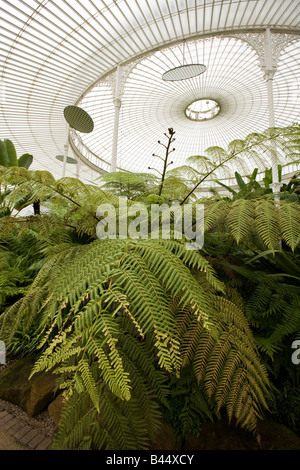 UK Schottland Glasgow Botanic Garden Kibble Palace NCCPG Baumfarn Sammlung Stockfoto