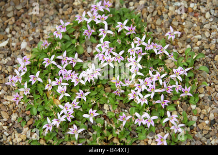 Campanula, Lobelia Oligophylla Sy Hypsela Reniformis, Pratia Repens und Pratia Subsessilis. Alpine Pflanzen aus Ecuador. Stockfoto