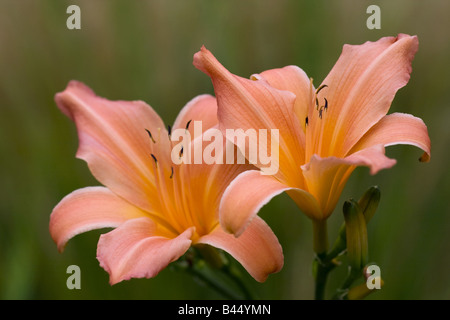 Taglilien - Blüten Stockfoto