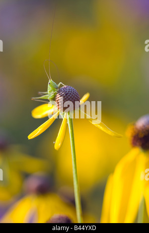 langhornige Heuschrecke Nymphe auf gelben Sonnenhut, The Prairie-Enthusiasten Schurch Thomson Prairie, Iowa County, Wisconsin Stockfoto