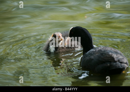 Teichhuhn "Gallinula Chloropus" auf dem Wasser junge Küken füttern. Stockfoto