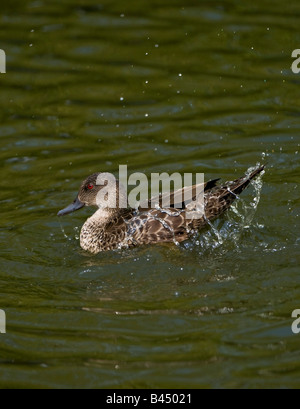 Marbled Teal Marmaronetta Angustirostris auf Wasser planschen im Wasser. Stockfoto