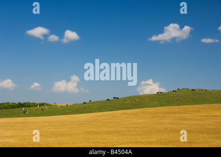 Ein Bereich der Reife Weizen mit Kühen auf einem Hügel in der Nähe von Holland Manitoba Kanada Stockfoto