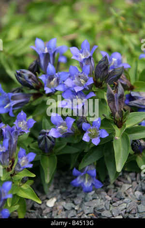 Plissierte Enzian oder felsigen Berg Enzian, Gentiana Affinis, Gentianaceae, Nordamerika USA Stockfoto