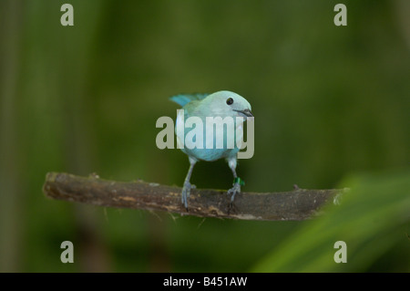 Südamerikanische blau grau Tanager Stockfoto