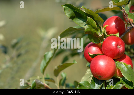 Obstgarten in Lindau Hythe Kent Stockfoto