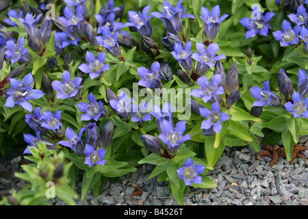 Plissierte Enzian oder felsigen Berg Enzian, Gentiana Affinis, Gentianaceae, Nordamerika USA Stockfoto