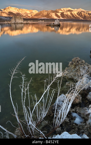 weiße Pflanze am Mono Lake mit Schnee bedeckt Berggipfeln im Hintergrund. Stockfoto