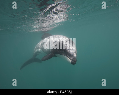 Hector Delfin (Cephalorhynchus Hectori) Stockfoto