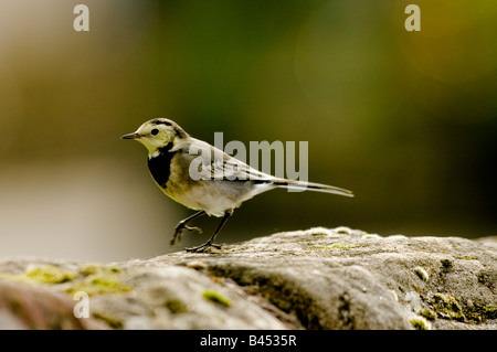 Ein Pied Bachstelze sitzt auf einem trockenen Stein Deich oder an der Wand. Lateinischen Namen Motacilla Alba. Stockfoto