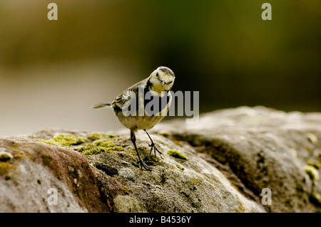 Ein Pied Bachstelze sitzt auf einem trockenen Stein Deich oder an der Wand. Lateinischen Namen Motacilla Alba. Stockfoto