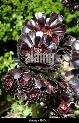 Lila Crest Aeonium oder schwarzen Baum Aeonium, Aeonium Arboreum Var Atropurpureum, Marokko, Nordafrika Stockfoto