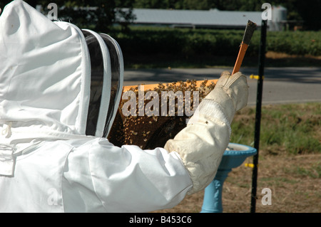 Imker einen Rahmen aus dem Bienenstock zu prüfen. Stockfoto