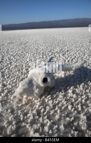 Lac Assal, Dschibuti Stockfoto