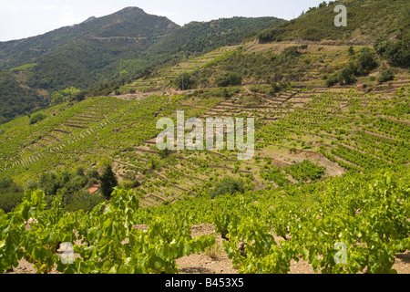 Der Weinbau auf Terrassen in Collioure in das Hinterland des mediterranen Côte Vermeille / Southern France Stockfoto