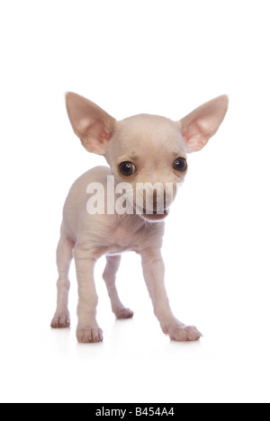 Süße Sahne Farbe Kurzhaar Chihuahua Welpen lächelnd isoliert auf weißem Hintergrund Stockfoto