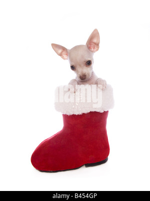 Niedliche cremefarben Kurzhaar Weihnachten Chihuahua-Welpe innerhalb des roten und weißen Santa Boot isoliert auf weißem Hintergrund Stockfoto