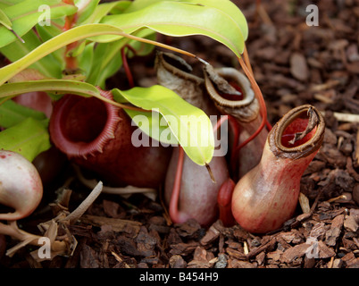 Nepenthes Ventricosa Nepenthaceae. Eine fleischfressende Kannenpflanze aus den Philippinen. Stockfoto