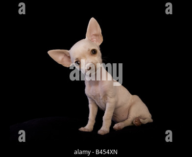 Niedliche cremefarben Kurzhaar Chihuahua-Welpe sitzen auf schwarzem Hintergrund Stockfoto