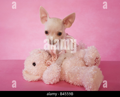 Niedlichen cremefarben Kurzhaar Chihuahua-Welpe auf rosa Hintergrund mit rosa Valentine Teddy bear Stockfoto