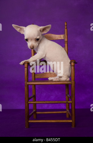 Niedliche cremefarben Kurzhaar Chihuahua-Welpe auf lila Hintergrund im Stuhl sitzen Stockfoto