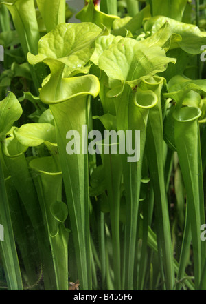 Gelbe Schlauchpflanze, Sarracenia Flava, Sarraceniaceae, South West America, USA Stockfoto