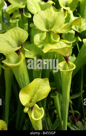 Gelbe Schlauchpflanze, Sarracenia Flava, Sarraceniaceae, South West America, USA Stockfoto