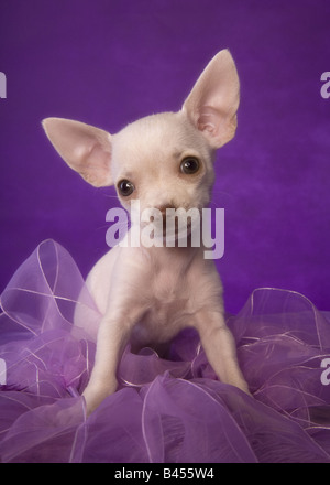 Niedliche cremefarben Kurzhaar Chihuahua-Welpe auf lila Hintergrund Stockfoto