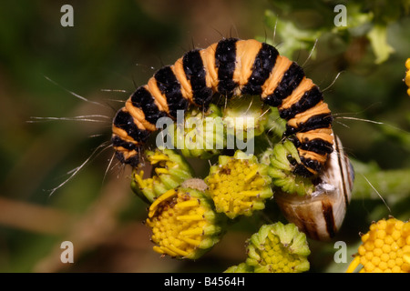 Zinnober Motte Larve Tyria Jacobaeae Arctiidae Essen Kreuzkraut Blütenknospen zusammen mit einer braunen Lippen Hecke Schnecke UK Stockfoto