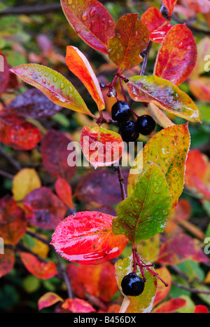 Schwarzen Aronia Beeren (Aronia Melanocarpa/Mitschurinii) in Herbstfarben Stockfoto