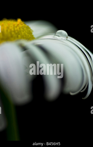 Compositae: Black-Eyed Susan; Gelbe oder Gänseblümchen; Stockfoto