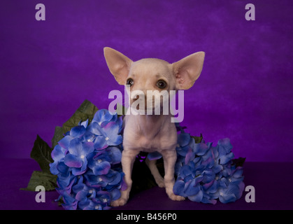 Niedliche cremefarben Kurzhaar Chihuahua-Welpe auf lila Hintergrund Stockfoto