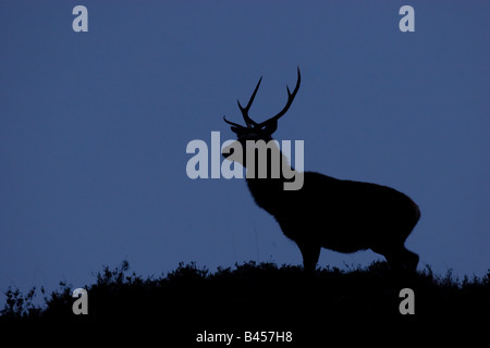 Rothirsch Cervus Elaphus Hirsch Silhouette gegen Nachthimmel im schottischen Hochland. Stockfoto
