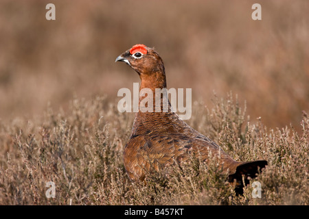 Männliche Moorschneehuhn Lagopus Lagopus mit Kopf und Körper über Heather in Derbyshire. Stockfoto