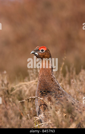 Männliche Moorschneehuhn Lagopus Lagopus mit Kopf über Heather in Derbyshire. Stockfoto