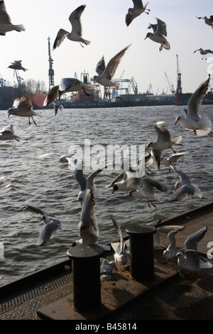 Möwen im Hafen in Hamburg, Deutschland Stockfoto