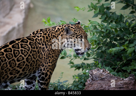 Jaguar auf der Pirsch. Stockfoto