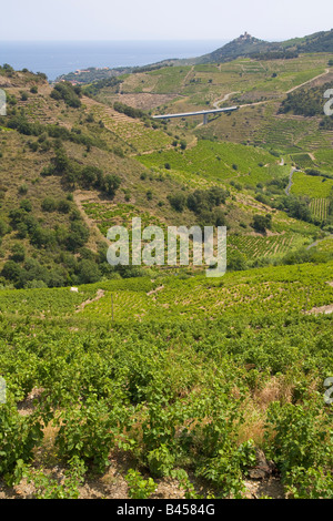 Weinberge in Collioure in das Hinterland des mediterranen Côte Vermeille / Southern France Stockfoto