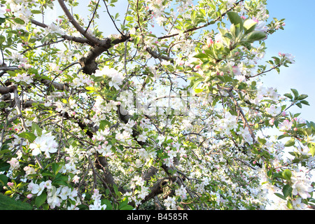 BLÜHENDE APPLE TREE MALUS LIBERTY IM FRÜHJAHR IM NÖRDLICHEN ILLINOIS USA Stockfoto