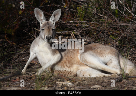 Roten Känguru männlich ruht Stockfoto