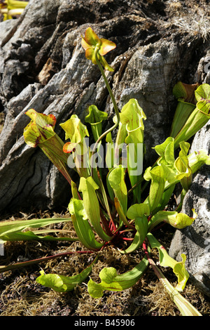 Lila Kannenpflanze oder Side Saddle Blume, Sarracenia Purpurea Subspecies Purpurea, Sarraceniaceae, North East USA Stockfoto